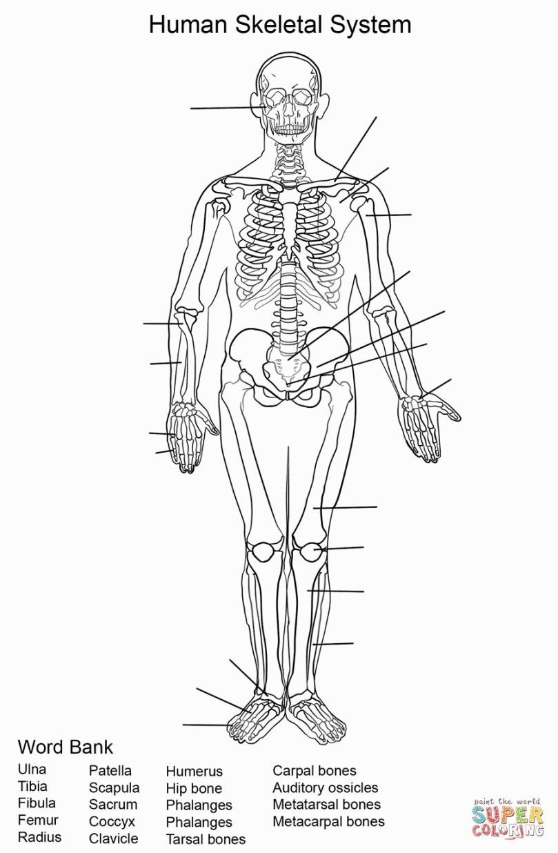 Anatomy Coloring Pages Printable Anatomy Coloring Pages Printable