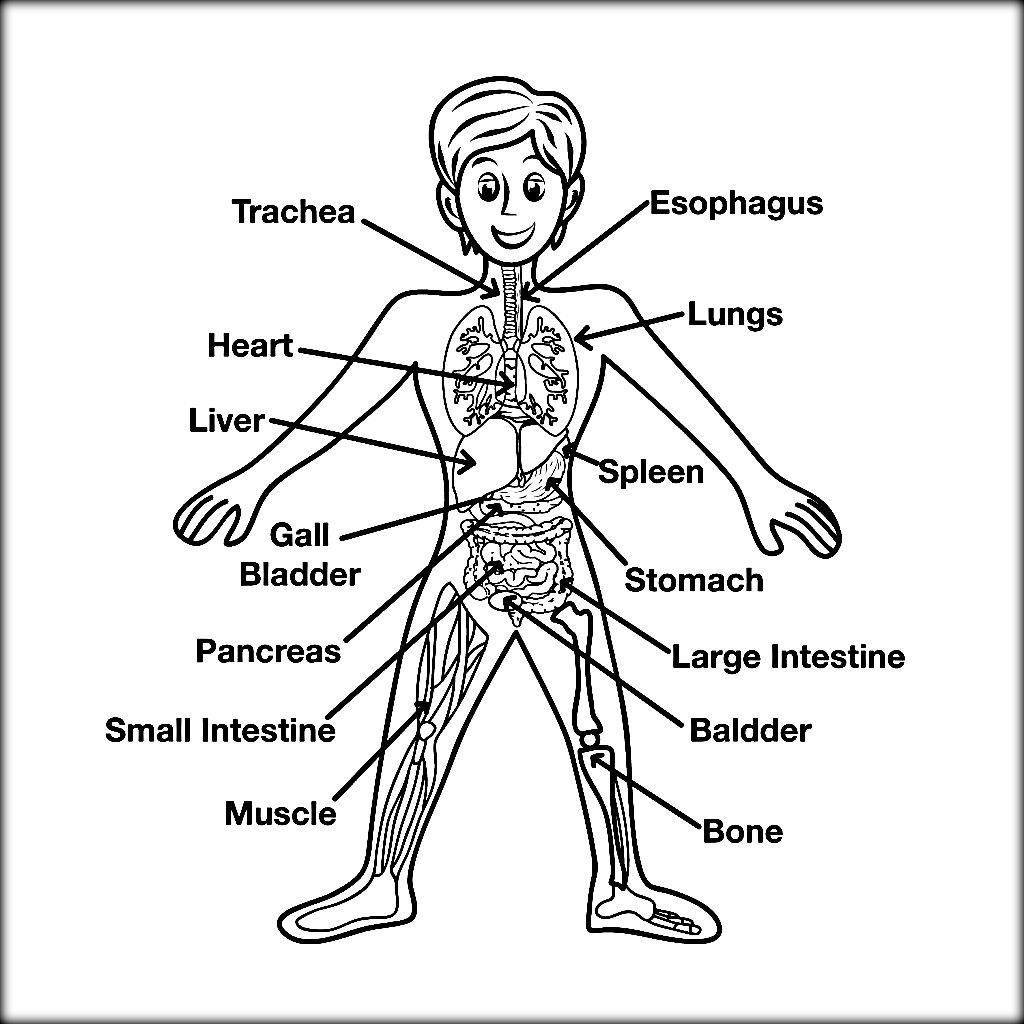 Human Anatomy Coloring Pages Printable Human Anatomy Coloring Pages Printable