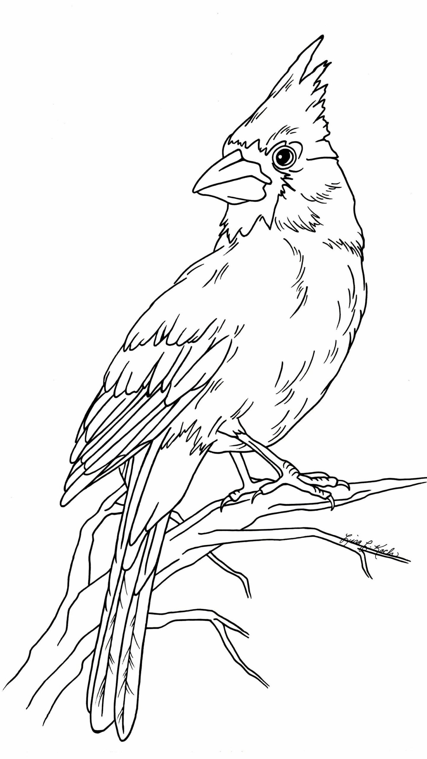 Printable Cardinal Coloring Page