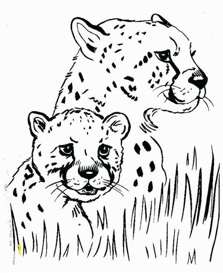 Printable Cheetah Coloring Pages PDF Coloringfolder Animal Printable Cheetah Coloring Pages PDF Coloringfolder Animal