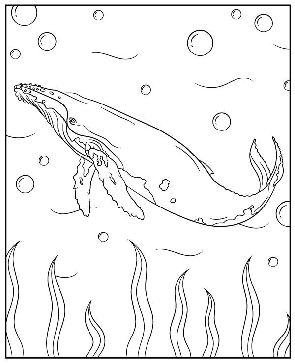 Printable Humpback Whale Coloring Pages Printable Humpback Whale Coloring Pages