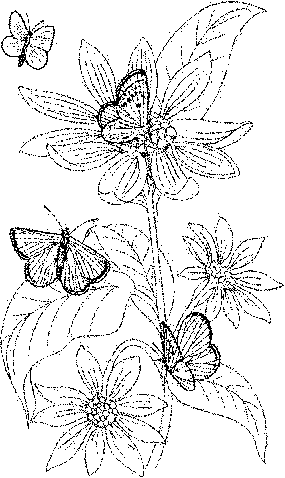 Printable Coloring Pages For Adults Fairies Coloring Home Printable Coloring Pages For Adults Fairies Coloring Home