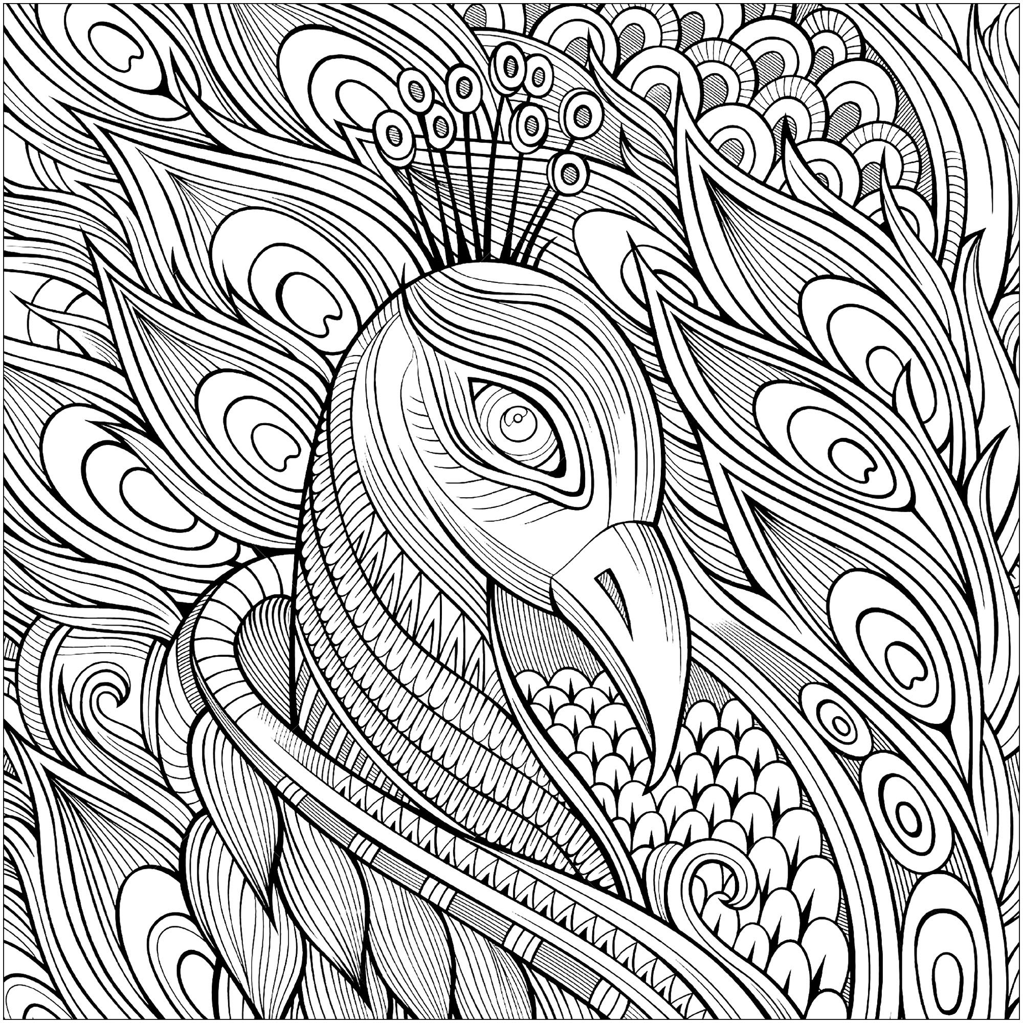 Printable Coloring Pages Of Peacocks Portal Tribun Printable Coloring Pages Of Peacocks Portal Tribun