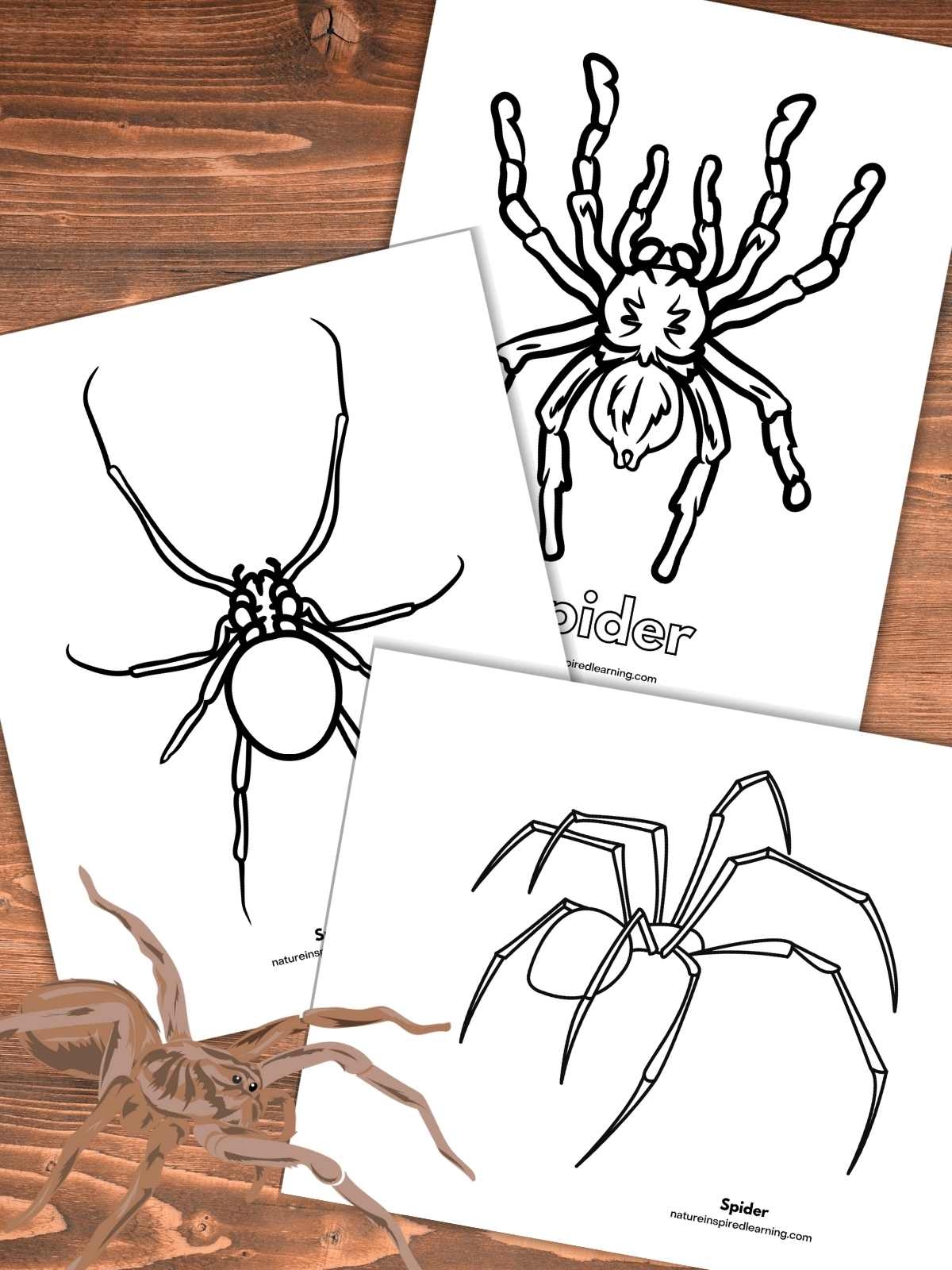 Printable Coloring Pages Of Spiders Printable Coloring Pages Of Spiders