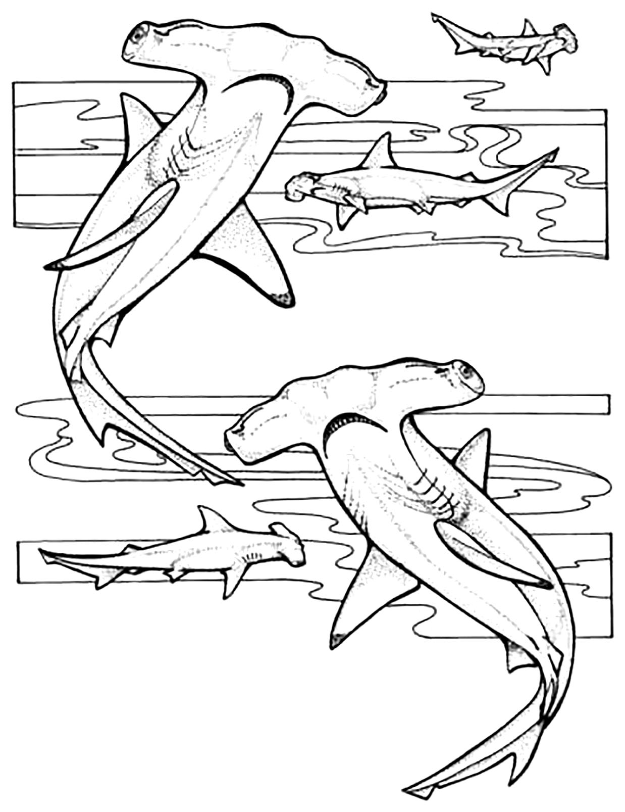 Printable Coloring Pages Sharks Printable Coloring Pages Sharks