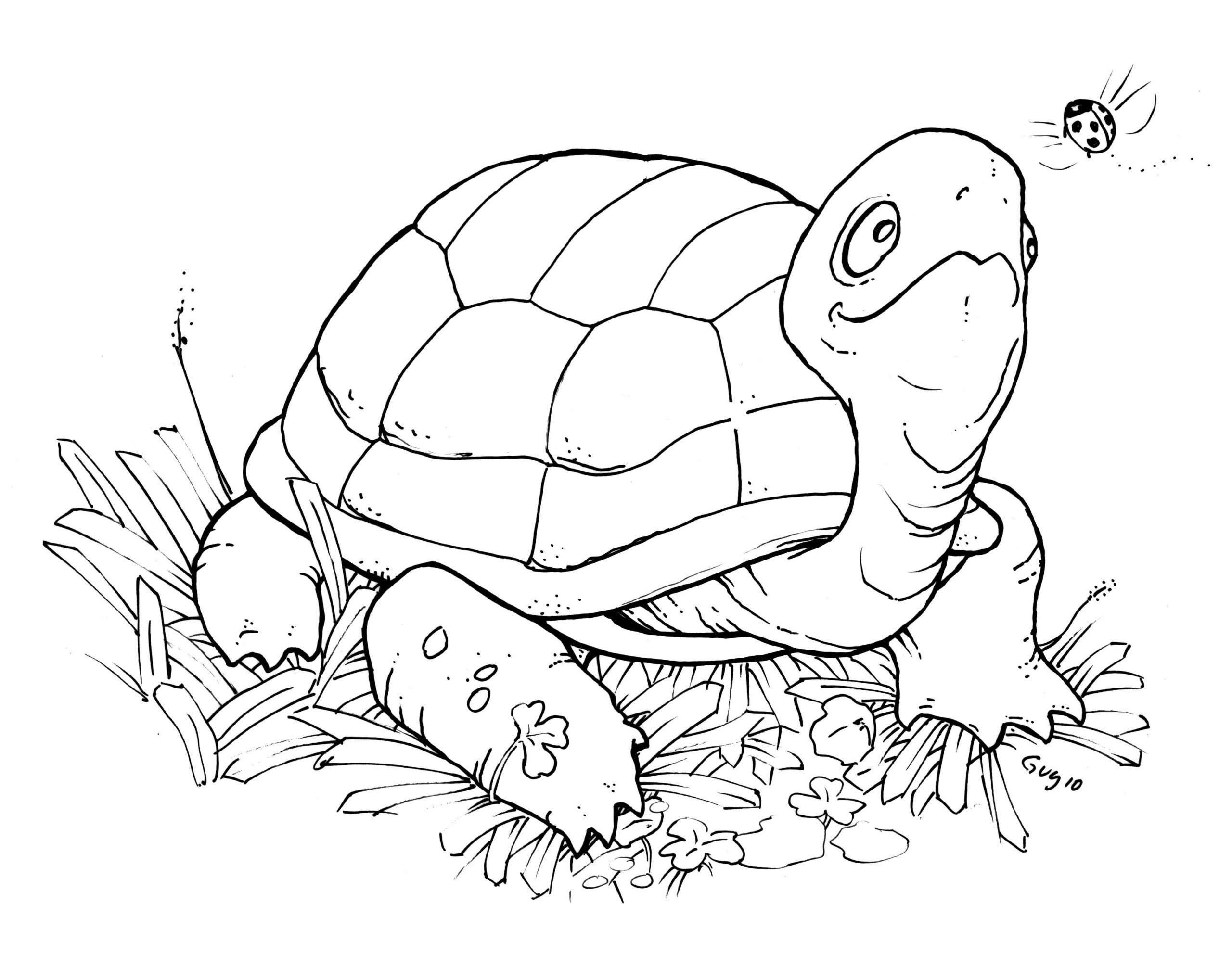 Printable Coloring Pages Turtle Printable Coloring Pages Turtle