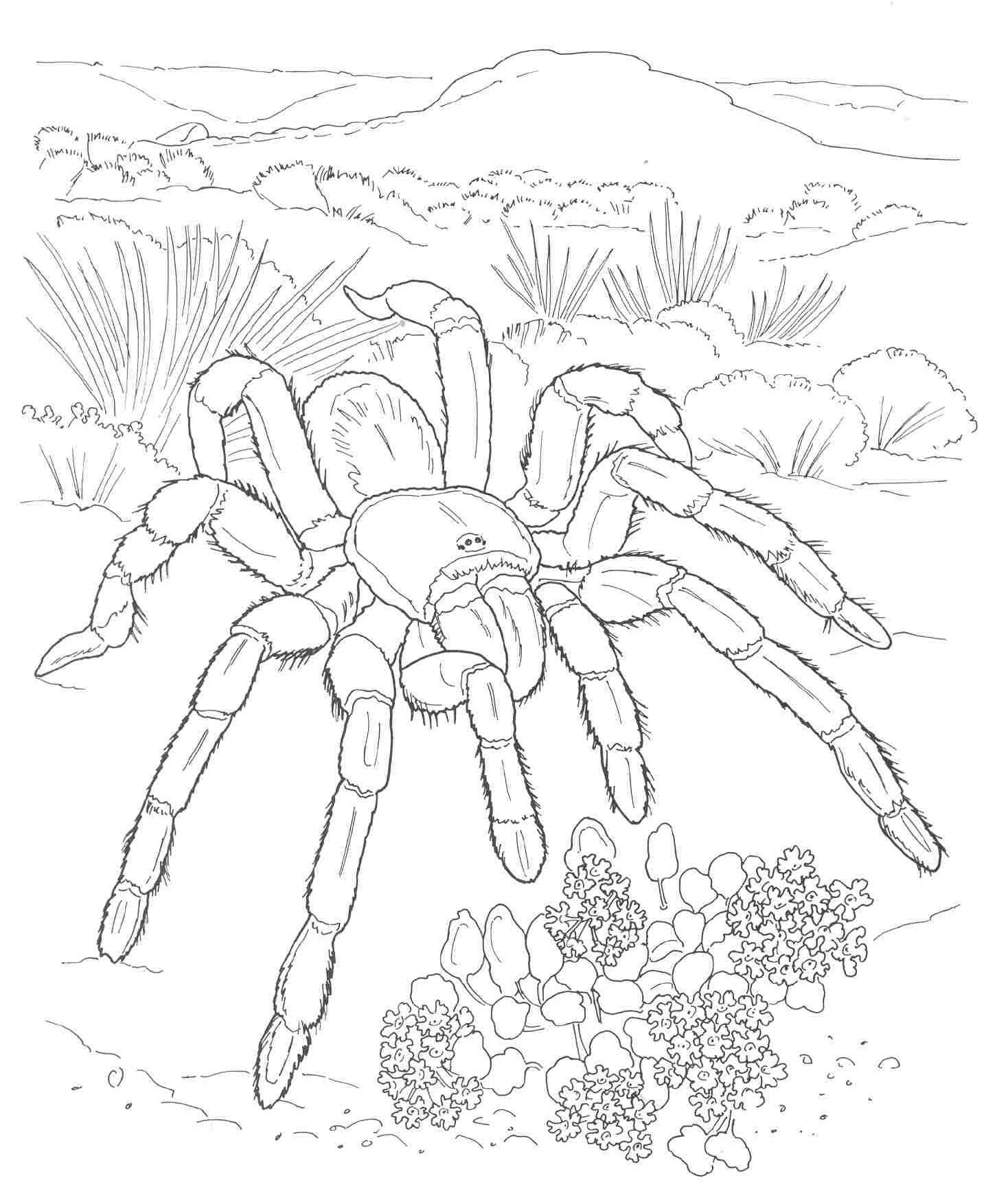 Printable Desert Plants Coloring Pages Coloring Coloring Home Printable Desert Plants Coloring Pages Coloring Coloring Home