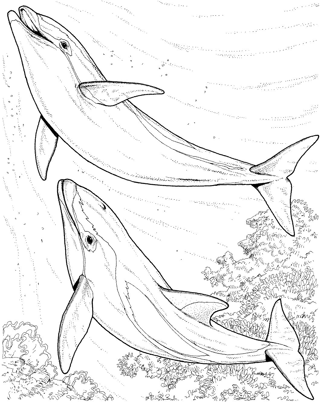 Printable Dolphin Coloring Pages Printable Dolphin Coloring Pages