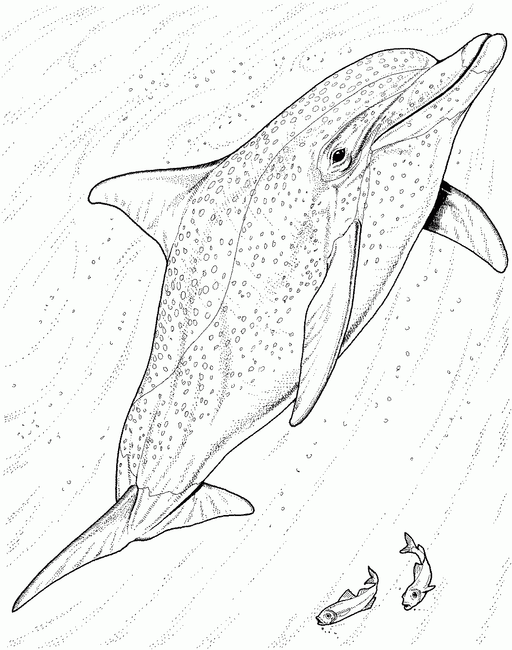 Printable Dolphin Images Printable Dolphin Images