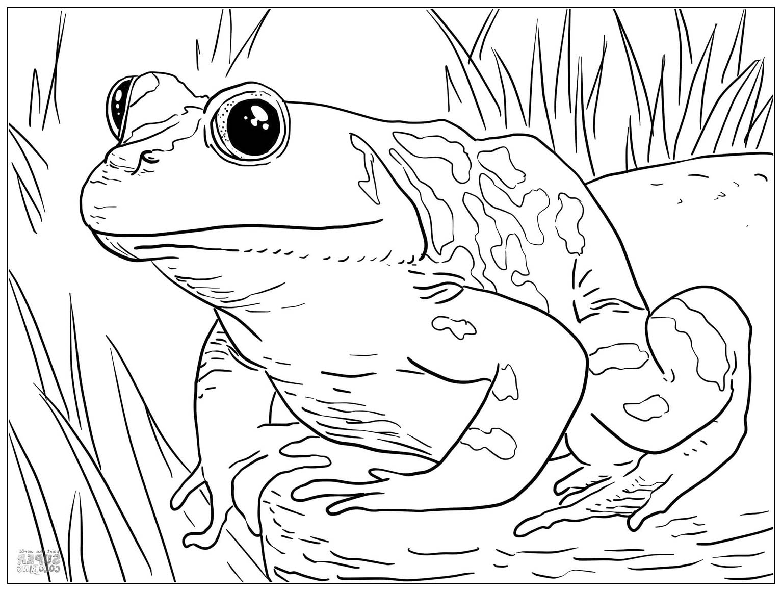Printable Frog Coloring Pages Free Printable Frog Coloring Pages For Kids Printable Frog Coloring Pages Free Printable Frog Coloring Pages For Kids