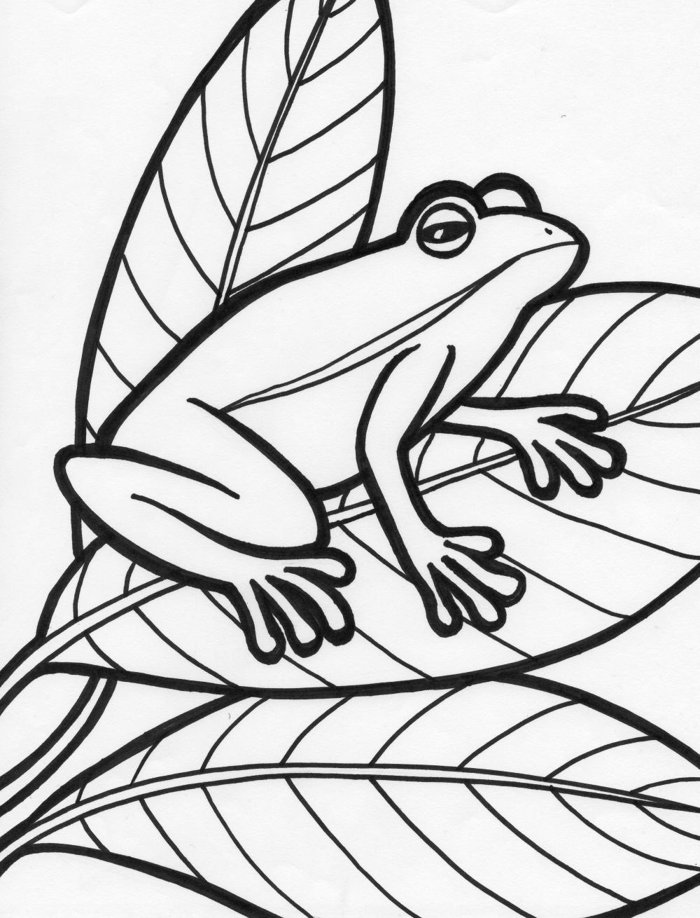 Printable Frog Coloring Pages Printable World Holiday Printable Frog Coloring Pages Printable World Holiday