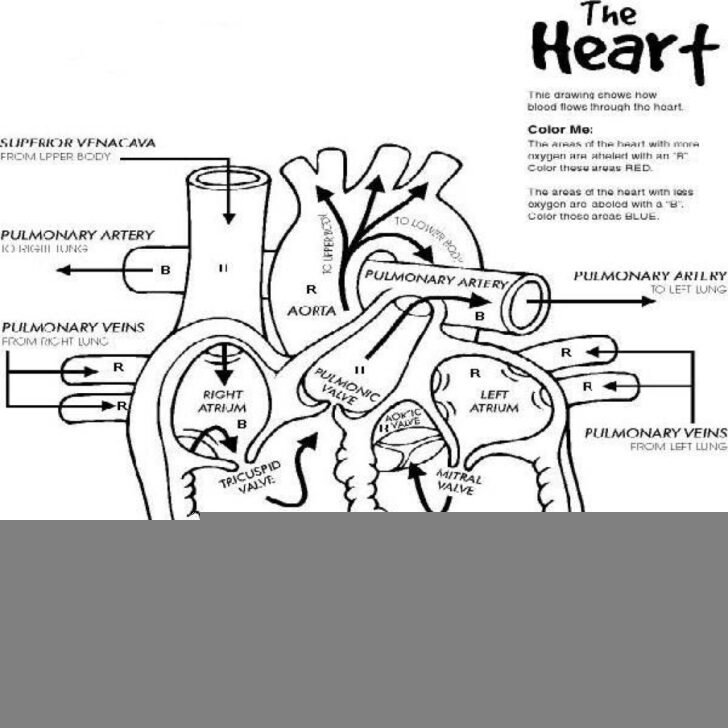 Printable Grey S Anatomy Coloring Pages Anatomy Worksheets Printable Grey S Anatomy Coloring Pages Anatomy Worksheets