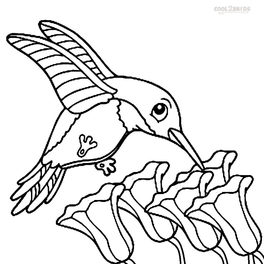 Free Printable Hummingbird Coloring Pages