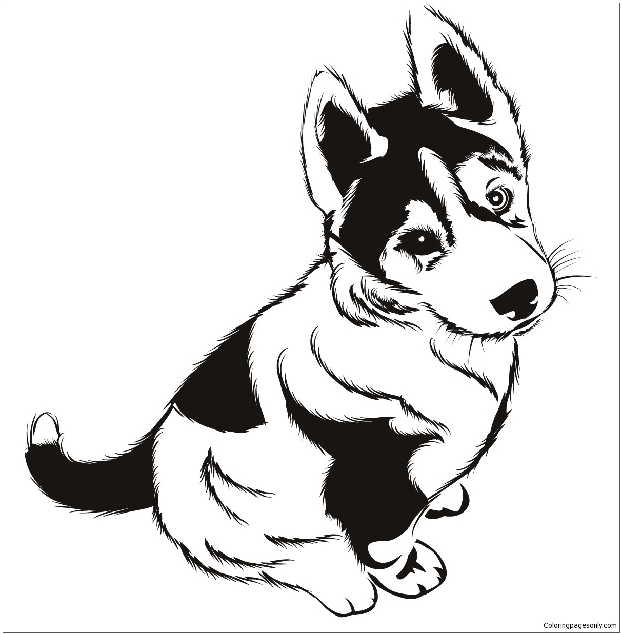 Printable Husky Coloring Pages Printable Husky Coloring Pages