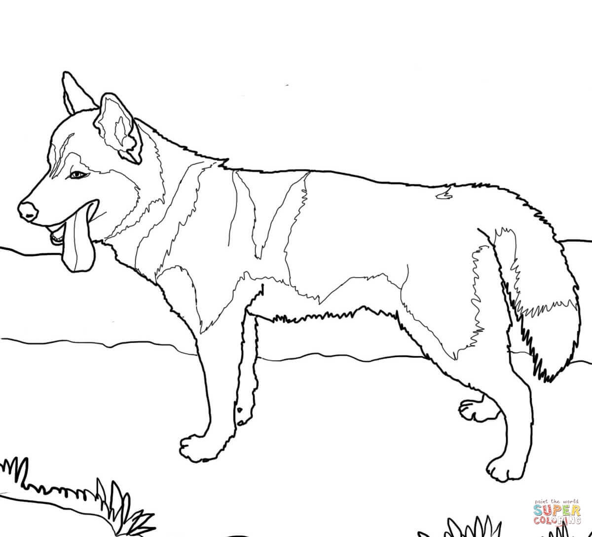 Printable Husky Coloring Pages Printable Husky Coloring Pages