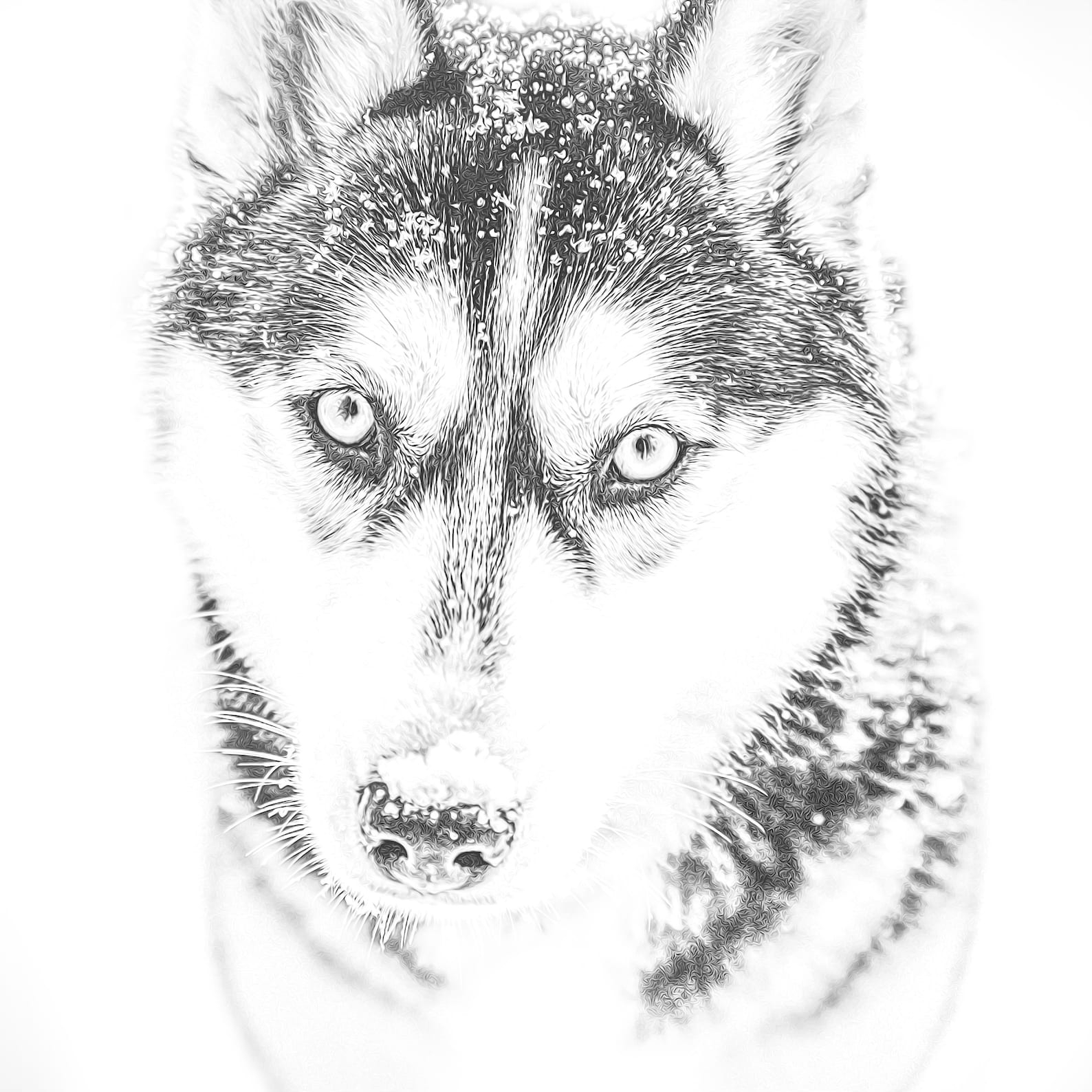 Printable Husky Coloring Pages Printable Word Searches Printable Husky Coloring Pages Printable Word Searches