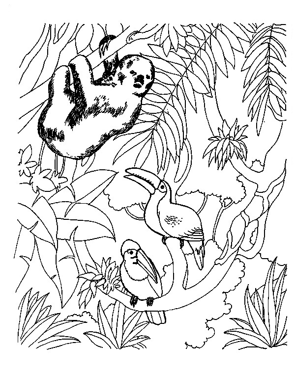 Printable Jungle Coloring Pages Printable Jungle Coloring Pages