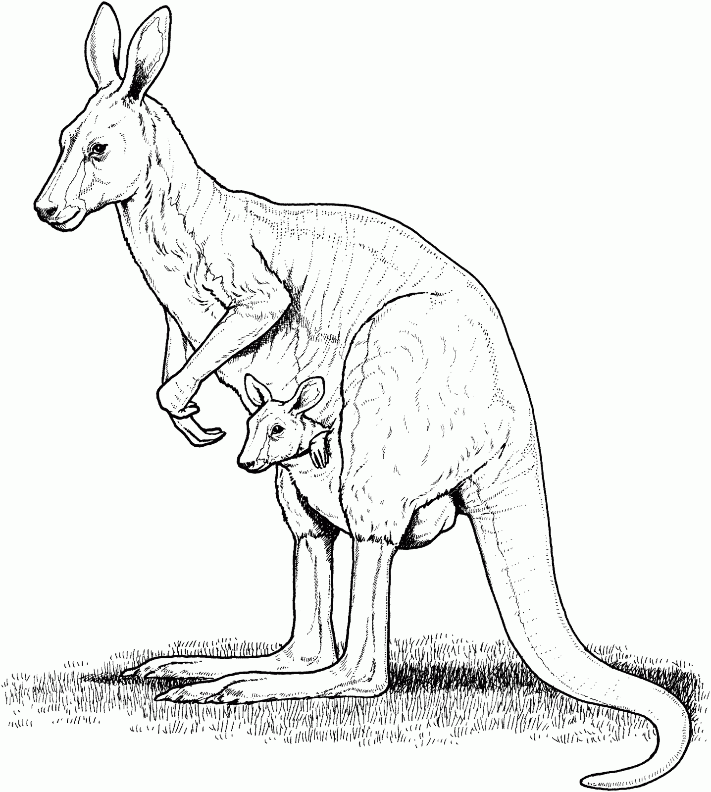 Printable Kangaroo Coloring Pages Printable Kangaroo Coloring Pages