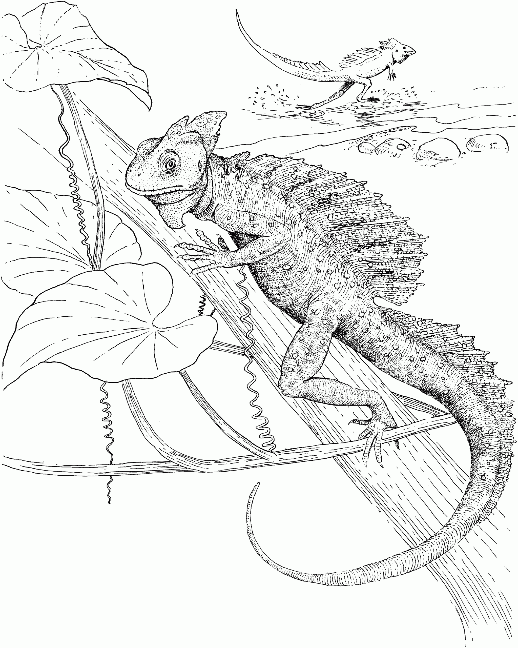 Printable Lizard Coloring Pages Printable Templates Printable Lizard Coloring Pages Printable Templates