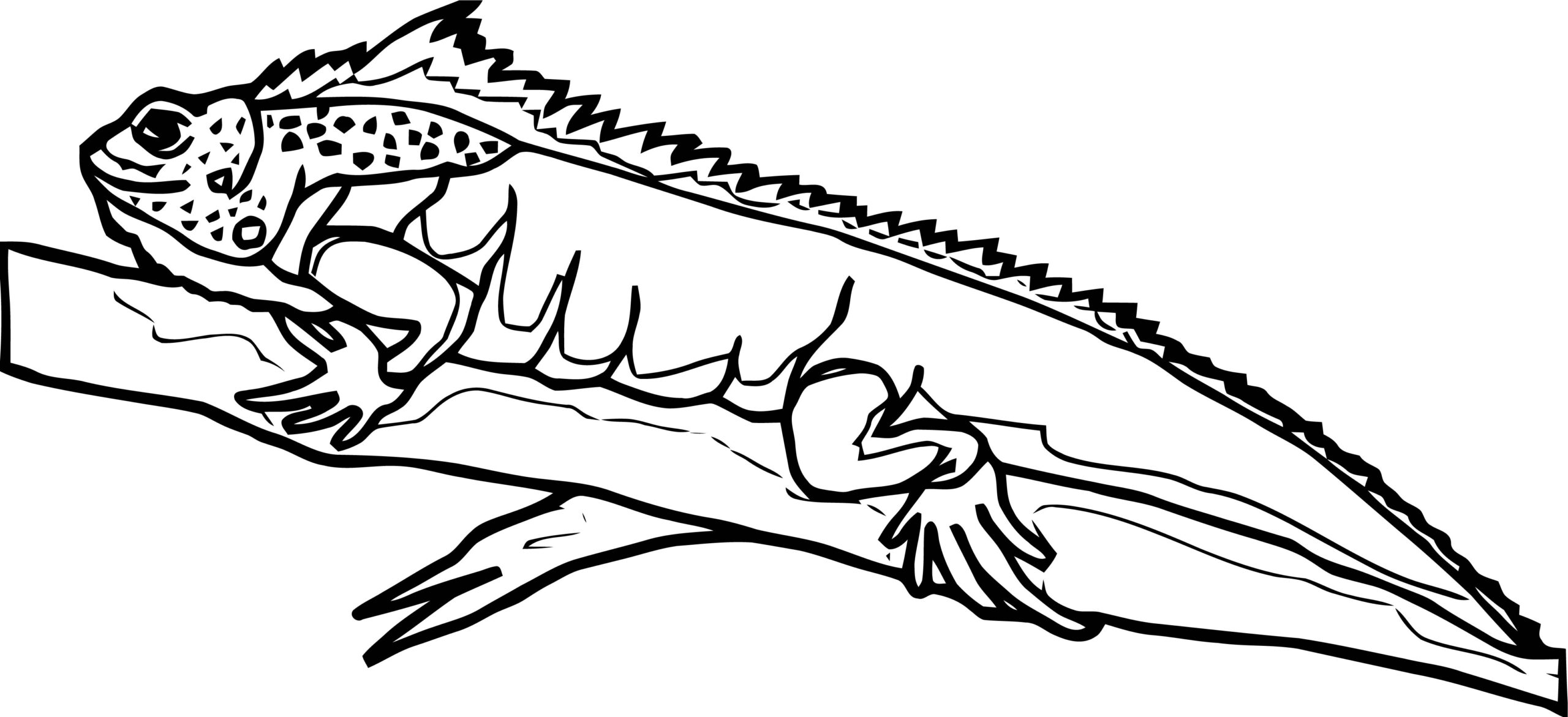Printable Lizard Coloring Pages Printable Lizard Coloring Pages