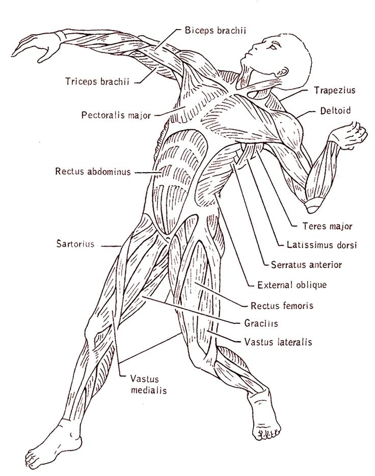 Printable Muscle Coloring Pages