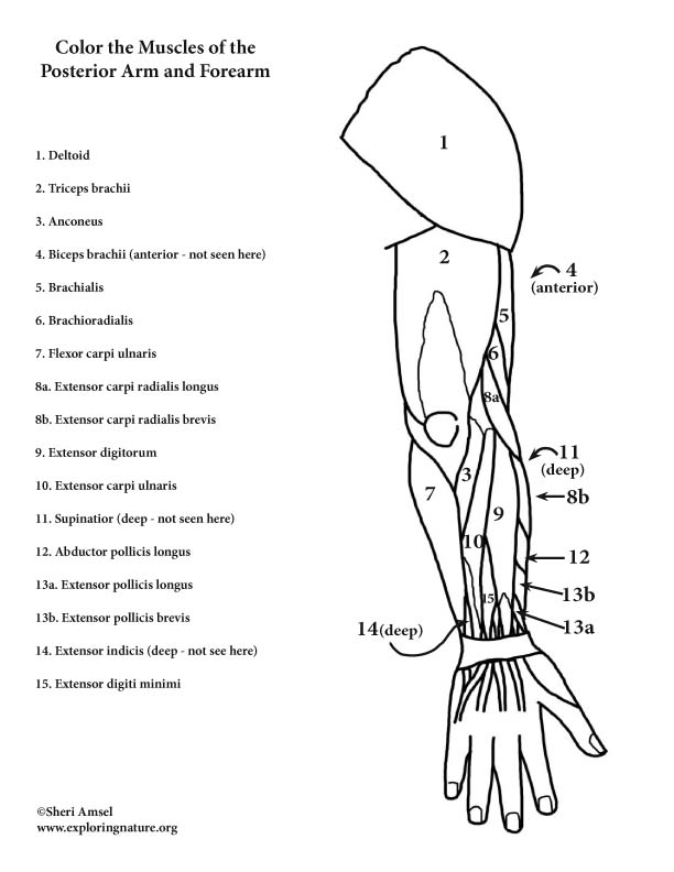 Printable Muscle Coloring Pages