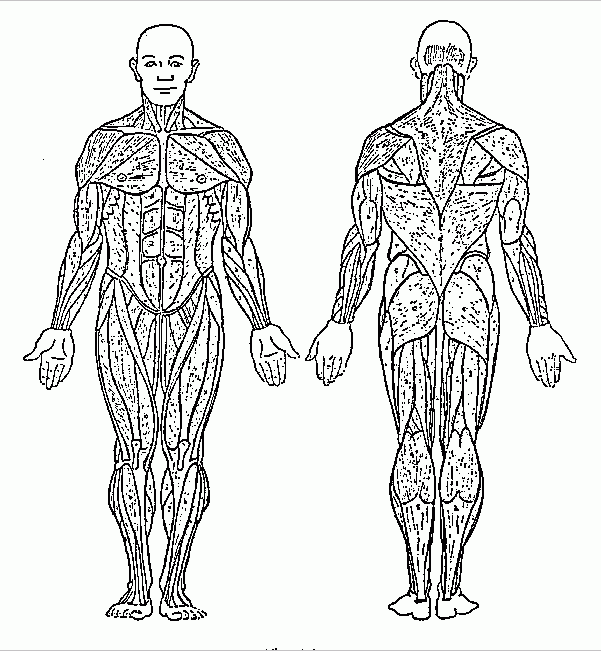 Printable Muscle Coloring Pages