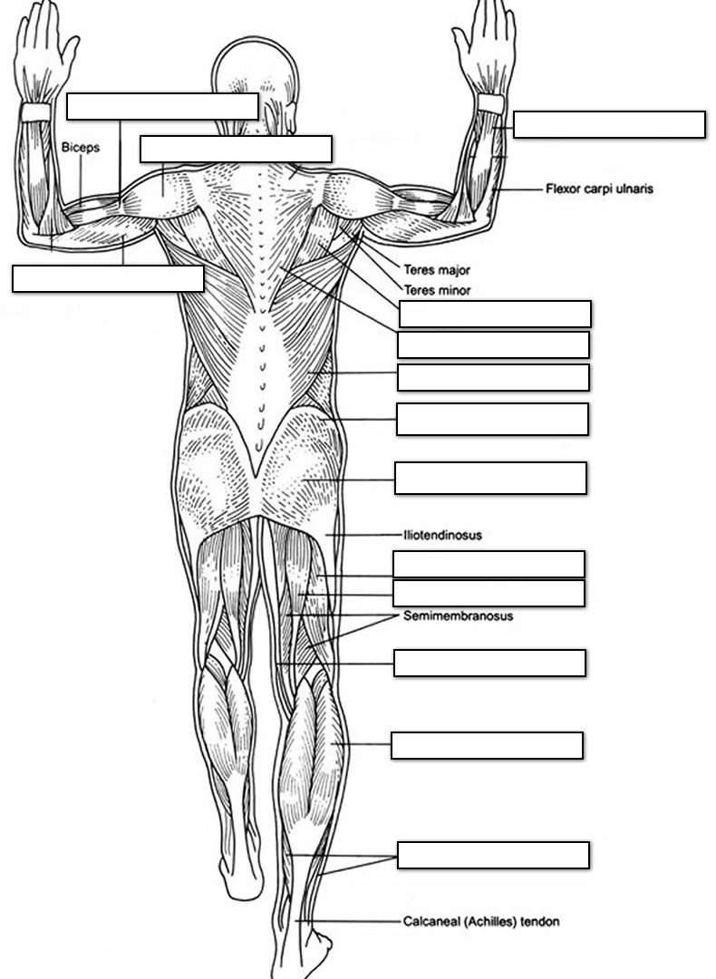 Printable Muscle Coloring Pages