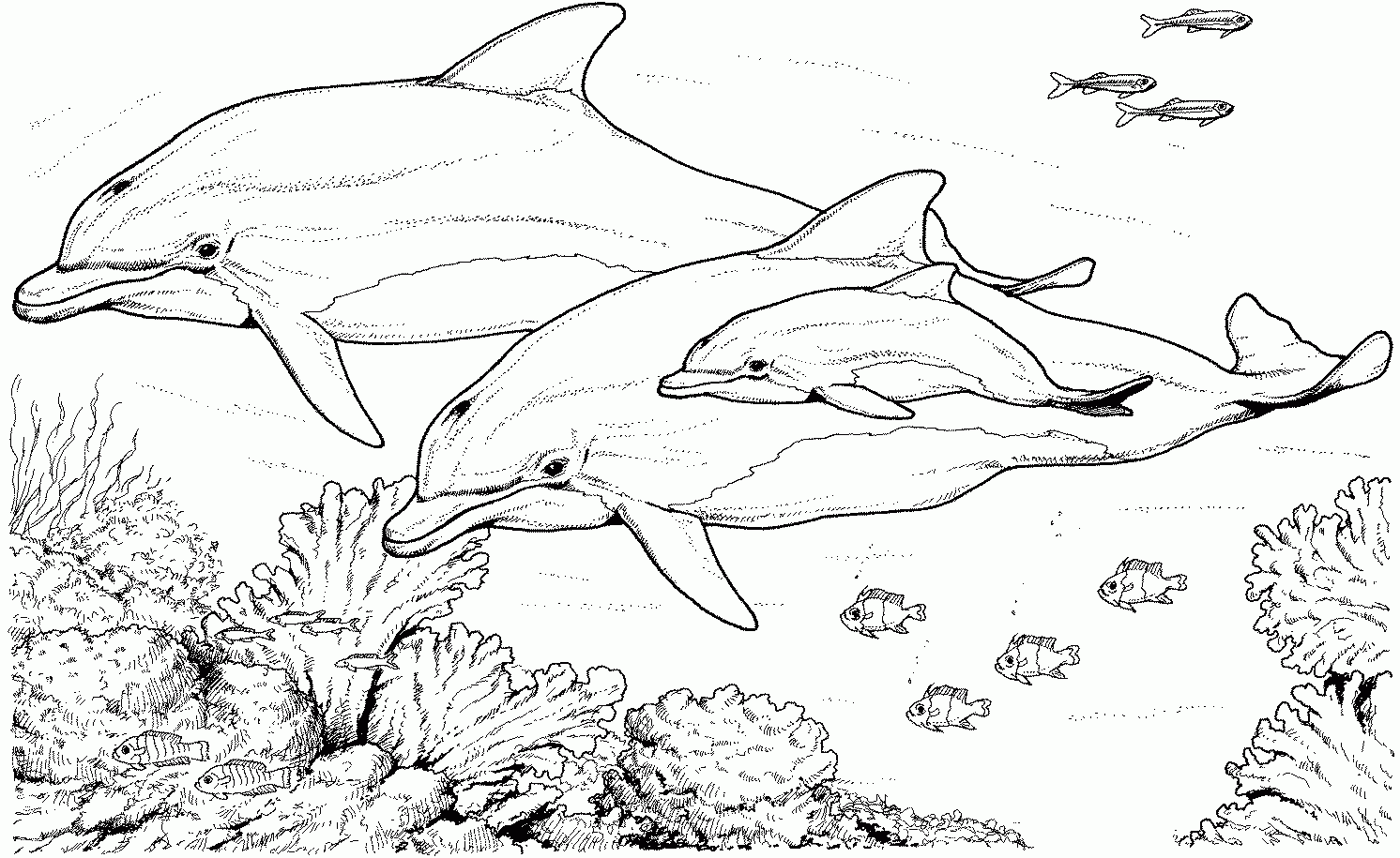 Printable Pictures Of Dolphins Printable Pictures Of Dolphins