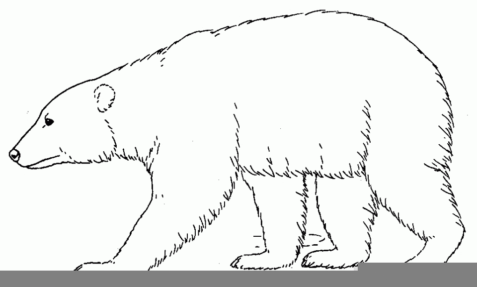 Free Printable Polar Bear Coloring Pages Free Printable Polar Bear Coloring Pages