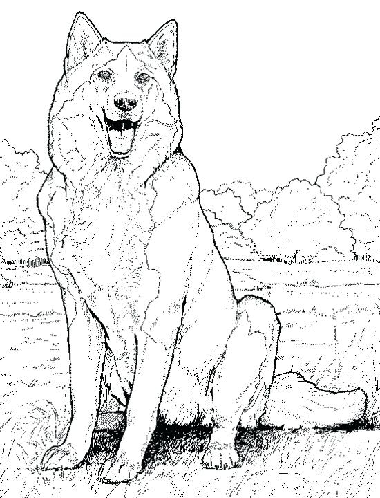 Printable Realistic Animal Coloring Pages At GetColorings Free Printable Realistic Animal Coloring Pages At GetColorings Free