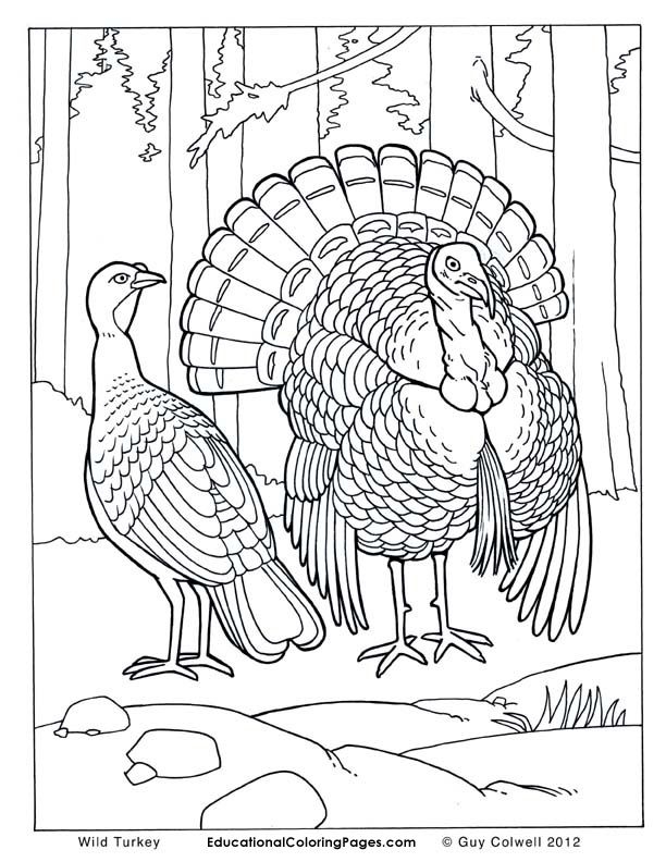 Printable Realistic Animal Coloring Pages Printable Realistic Animal Coloring Pages