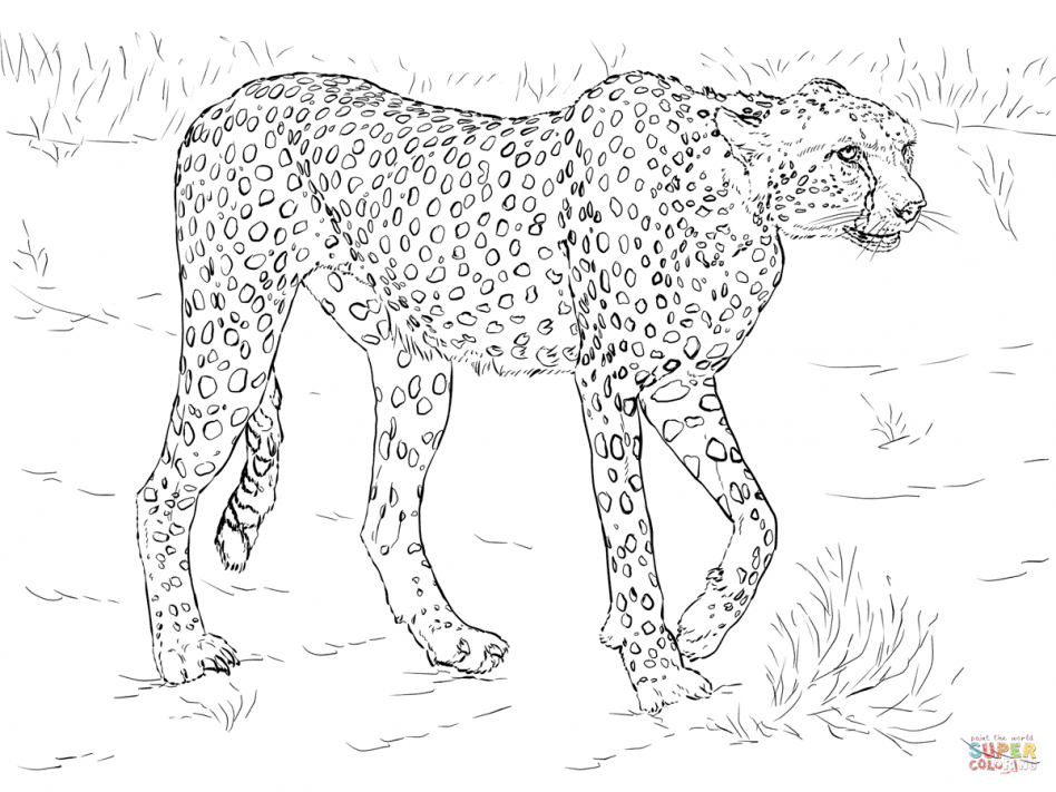 Printable Realistic Animal Coloring Pages At GetColorings Free Printable Realistic Animal Coloring Pages At GetColorings Free