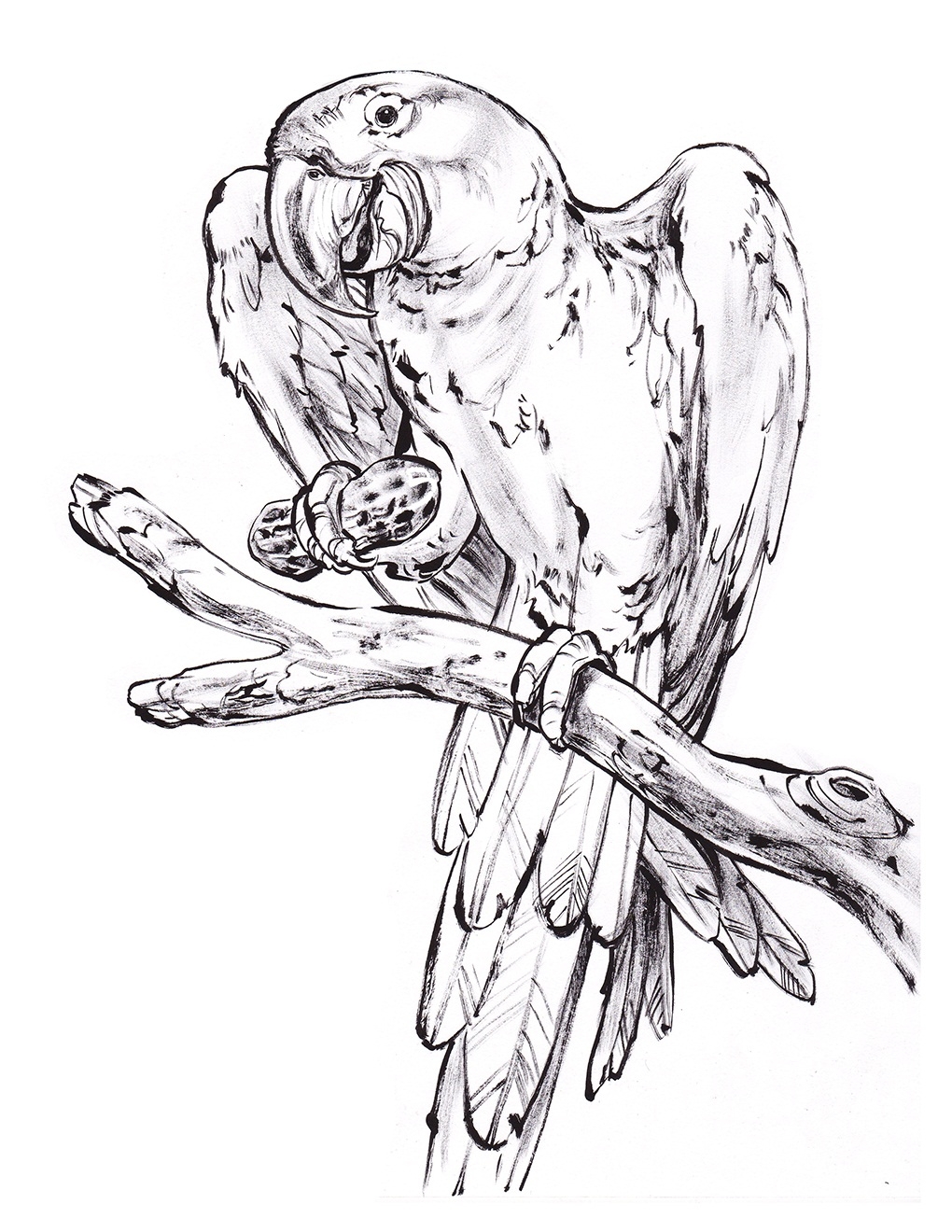 Printable Realistic Bird Coloring Pages Printable Realistic Bird Coloring Pages