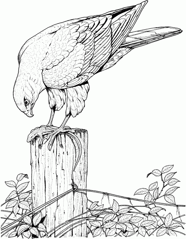 Printable Realistic Bird Coloring Pages Guide Coloring Page Guide Printable Realistic Bird Coloring Pages Guide Coloring Page Guide