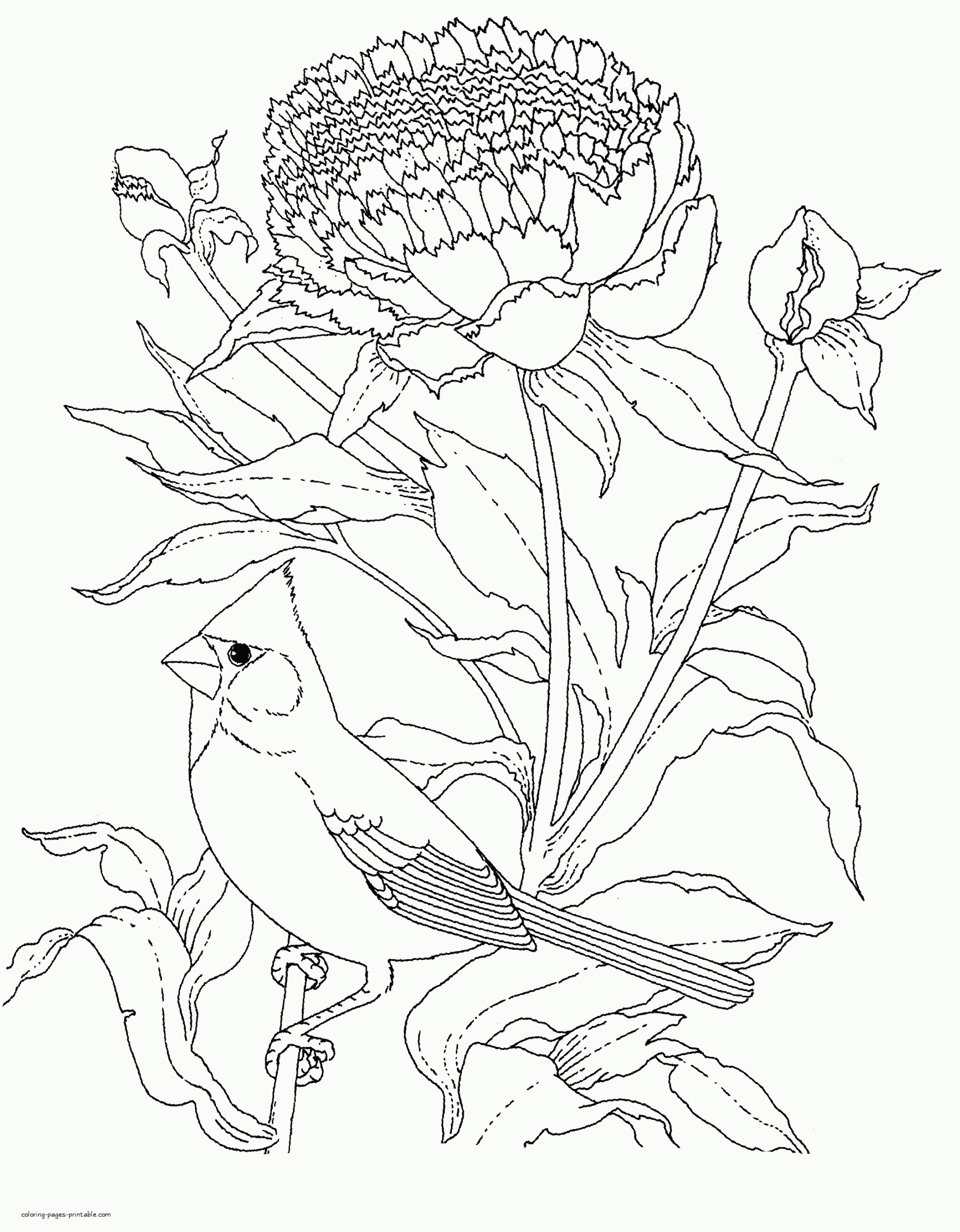 Printable Realistic Bird Coloring Pages Printable Calendars AT A GLANCE Printable Realistic Bird Coloring Pages Printable Calendars AT A GLANCE