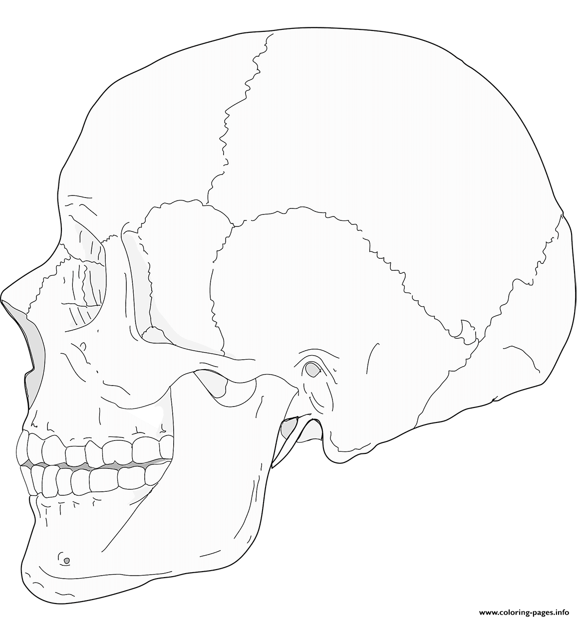 Printable Skull Anatomy Coloring Pages Printable Word Searches Printable Skull Anatomy Coloring Pages Printable Word Searches