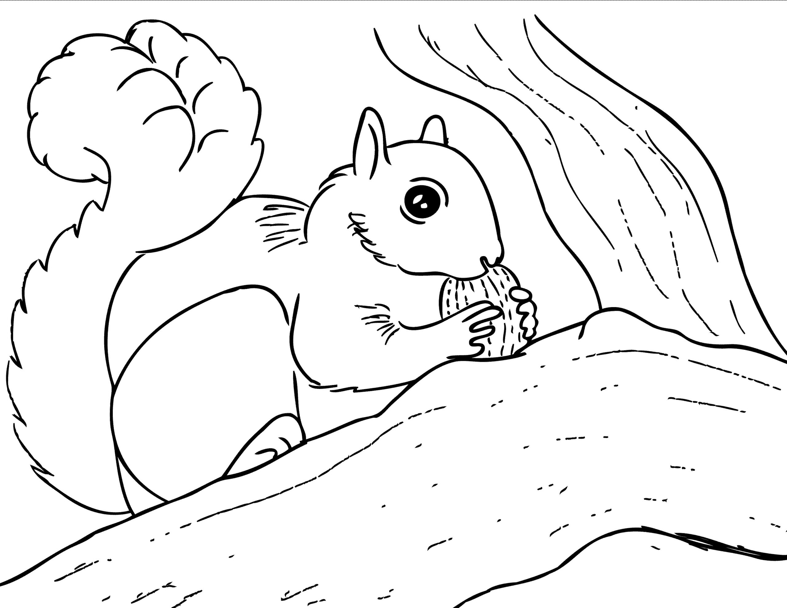 Printable Squirrel Coloring Pages Printable Squirrel Coloring Pages