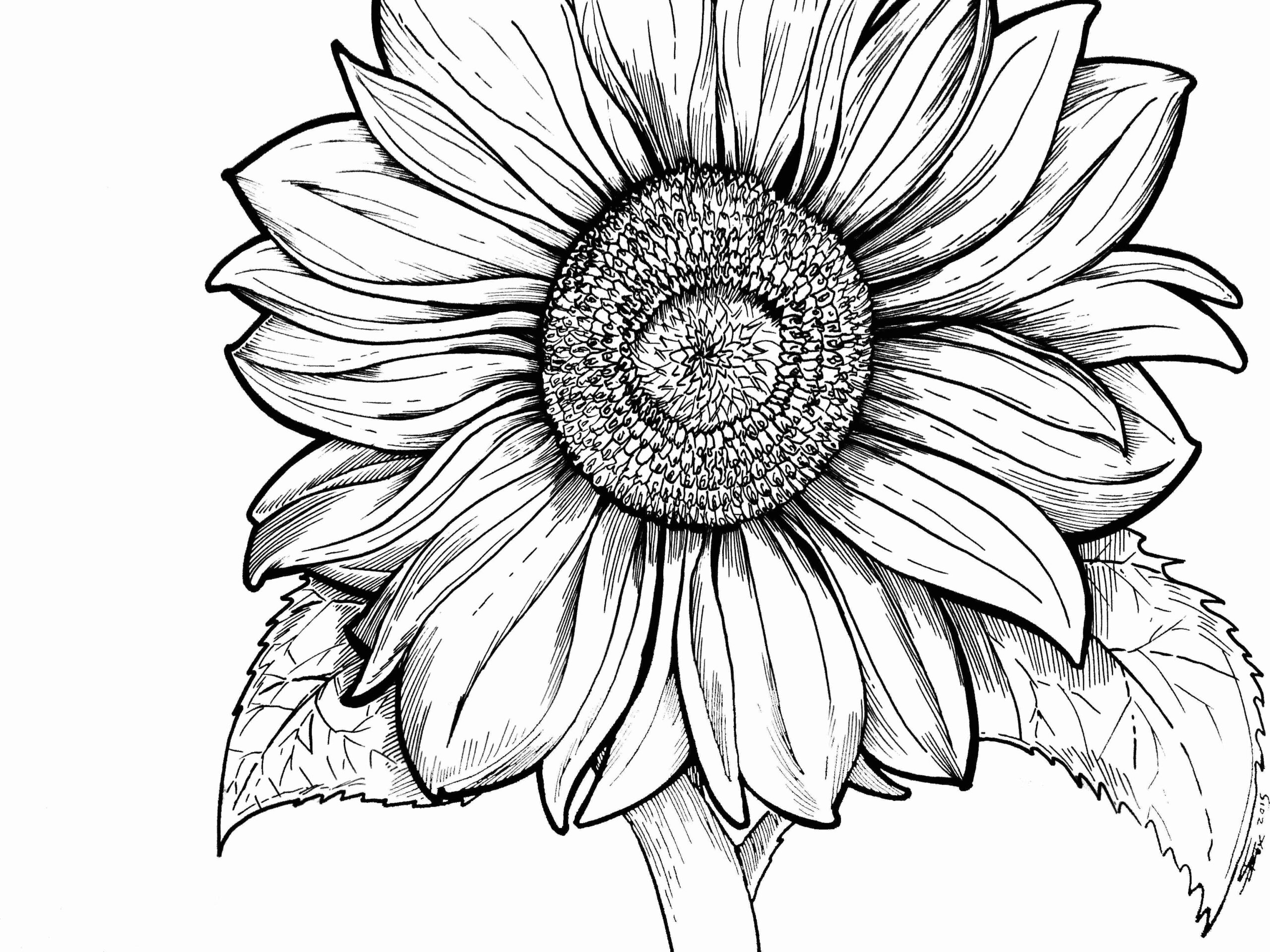 Printable Sunflower Coloring Pages Printable Sunflower Coloring Pages