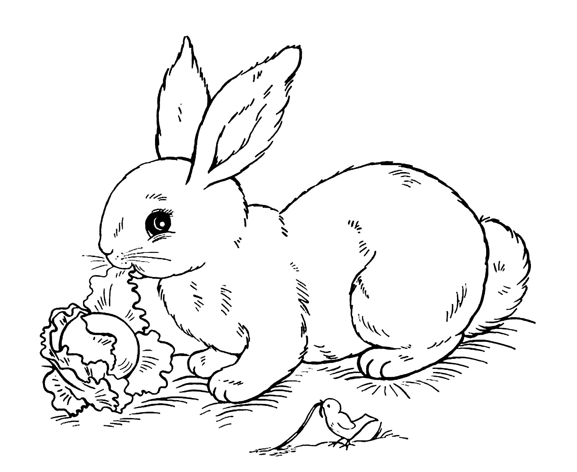 Rabbit Printable Coloring Pages Rabbit Printable Coloring Pages
