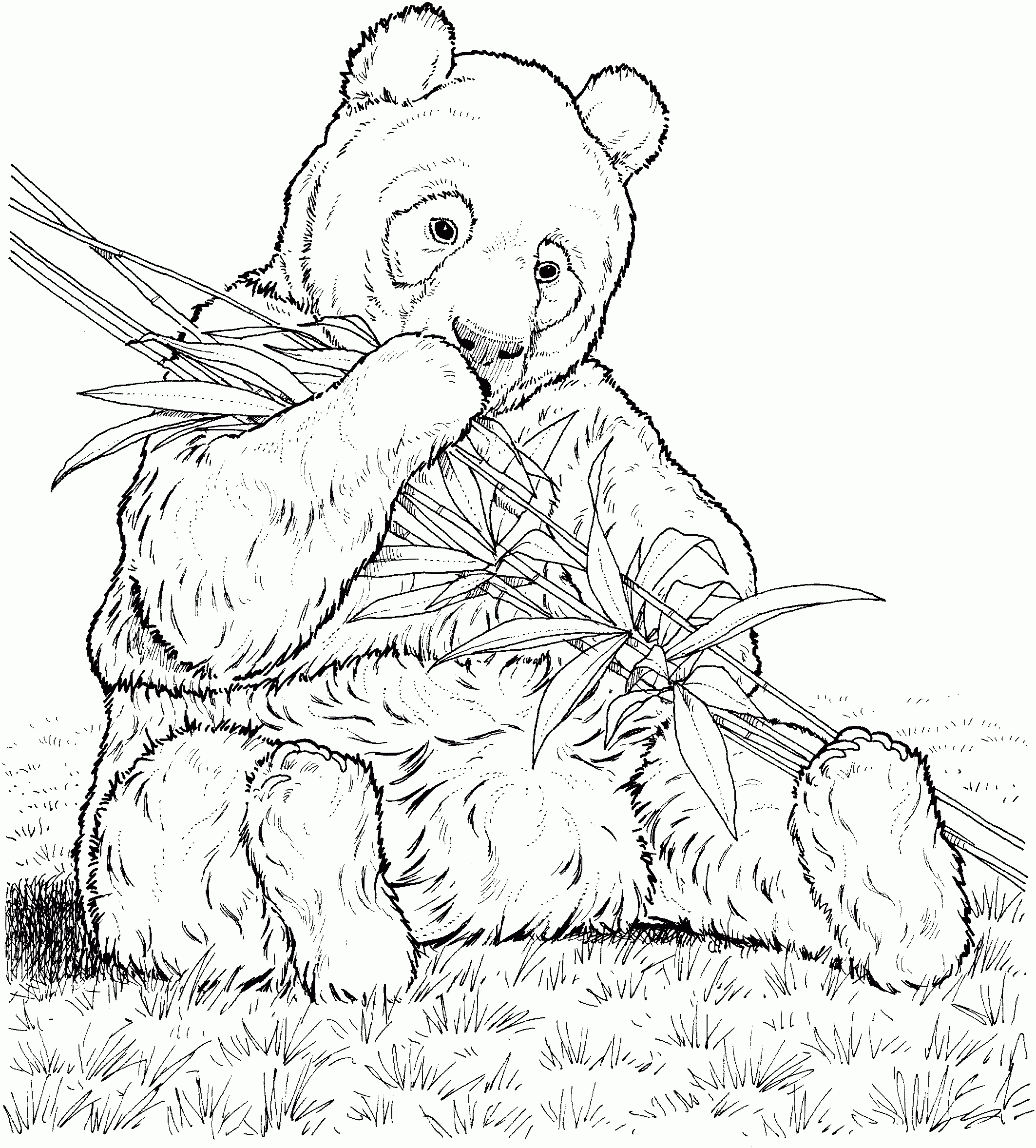 Real Baby Panda Coloring Pages
