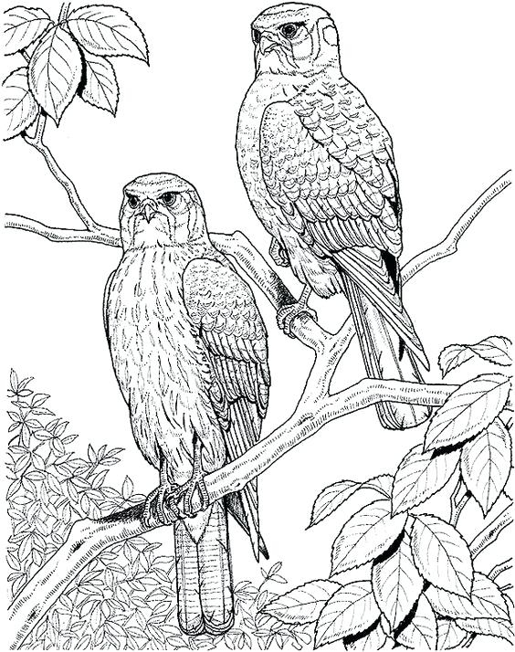 Realistic Bird Coloring Pages At GetColorings Free Printable Realistic Bird Coloring Pages At GetColorings Free Printable