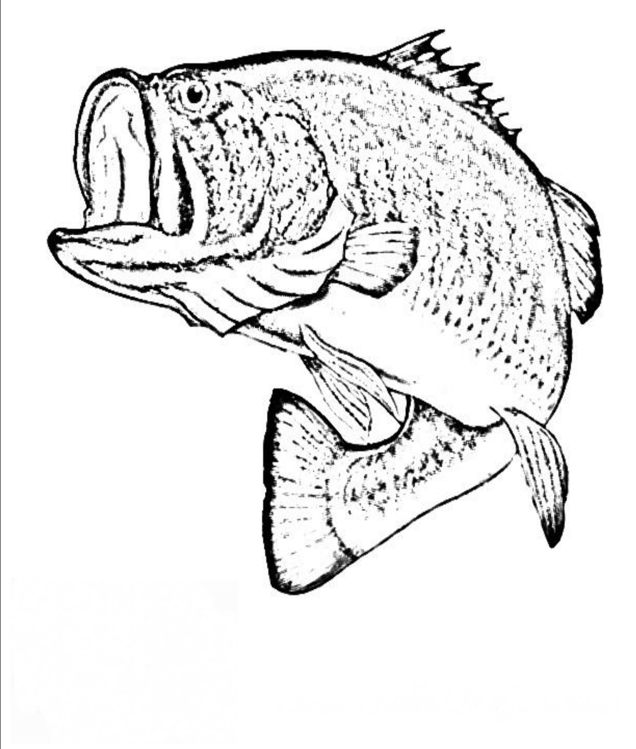 Realistic Fish Coloring Pages At GetColorings Free Printable