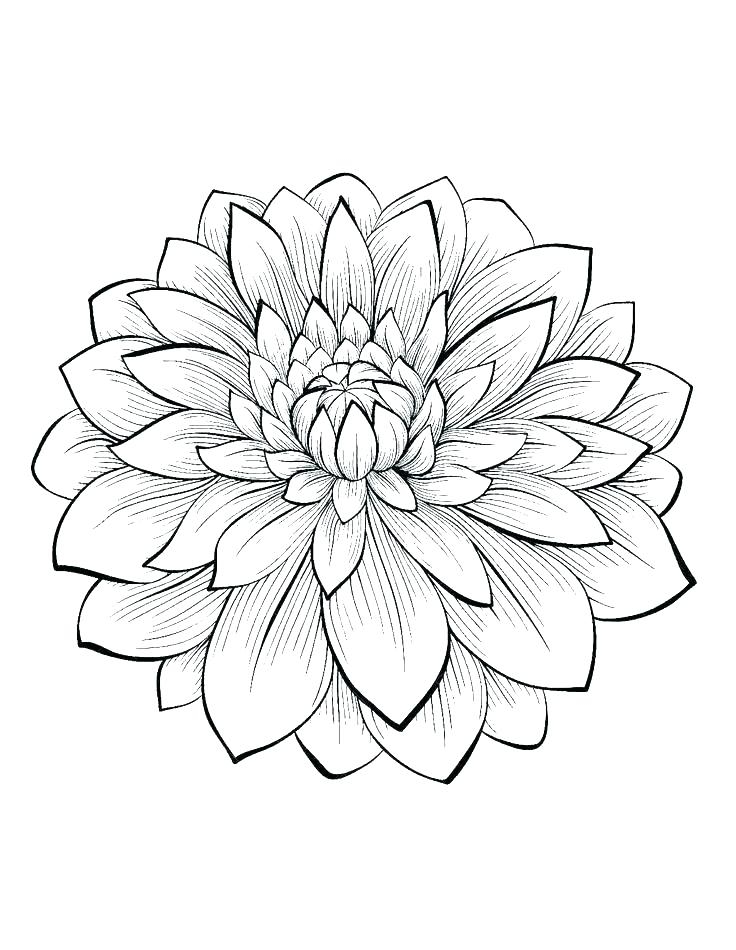 Realistic Flower Coloring Pages At GetDrawings Free Download