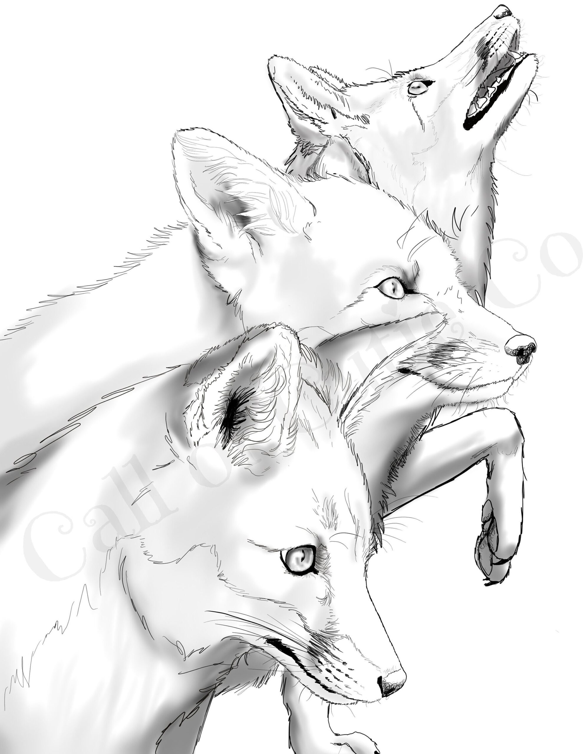 Printable Coloring Pages Fox