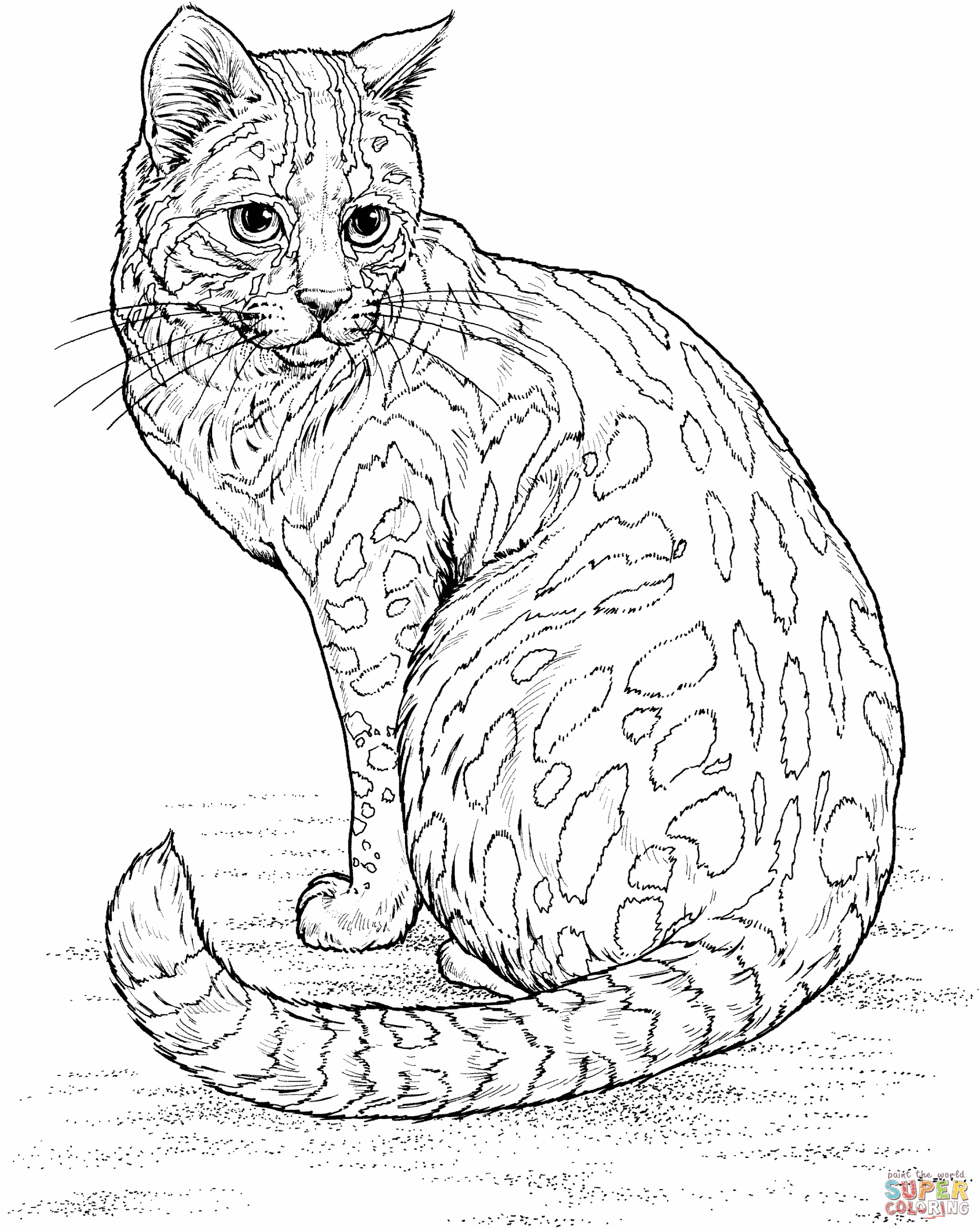 Realistic Kitten Coloring Pages At GetColorings Free Printable