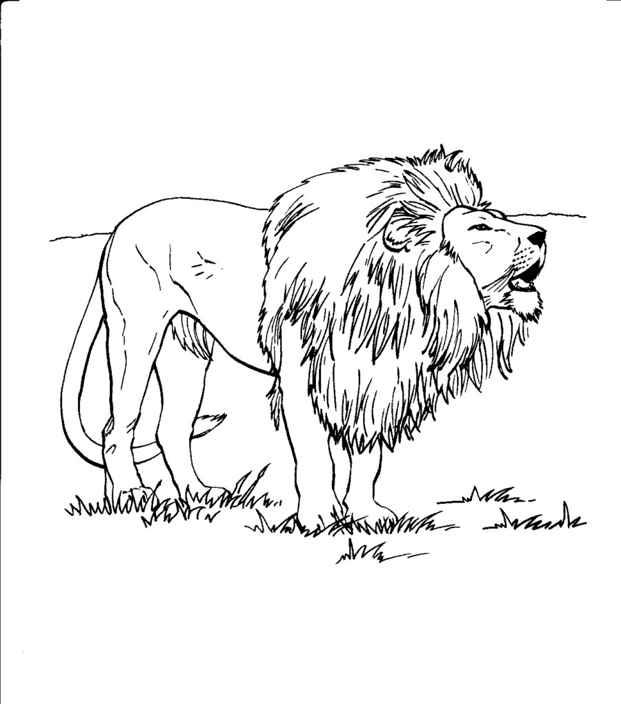 Realistic Printable Lion Coloring Pages Realistic Printable Lion Coloring Pages