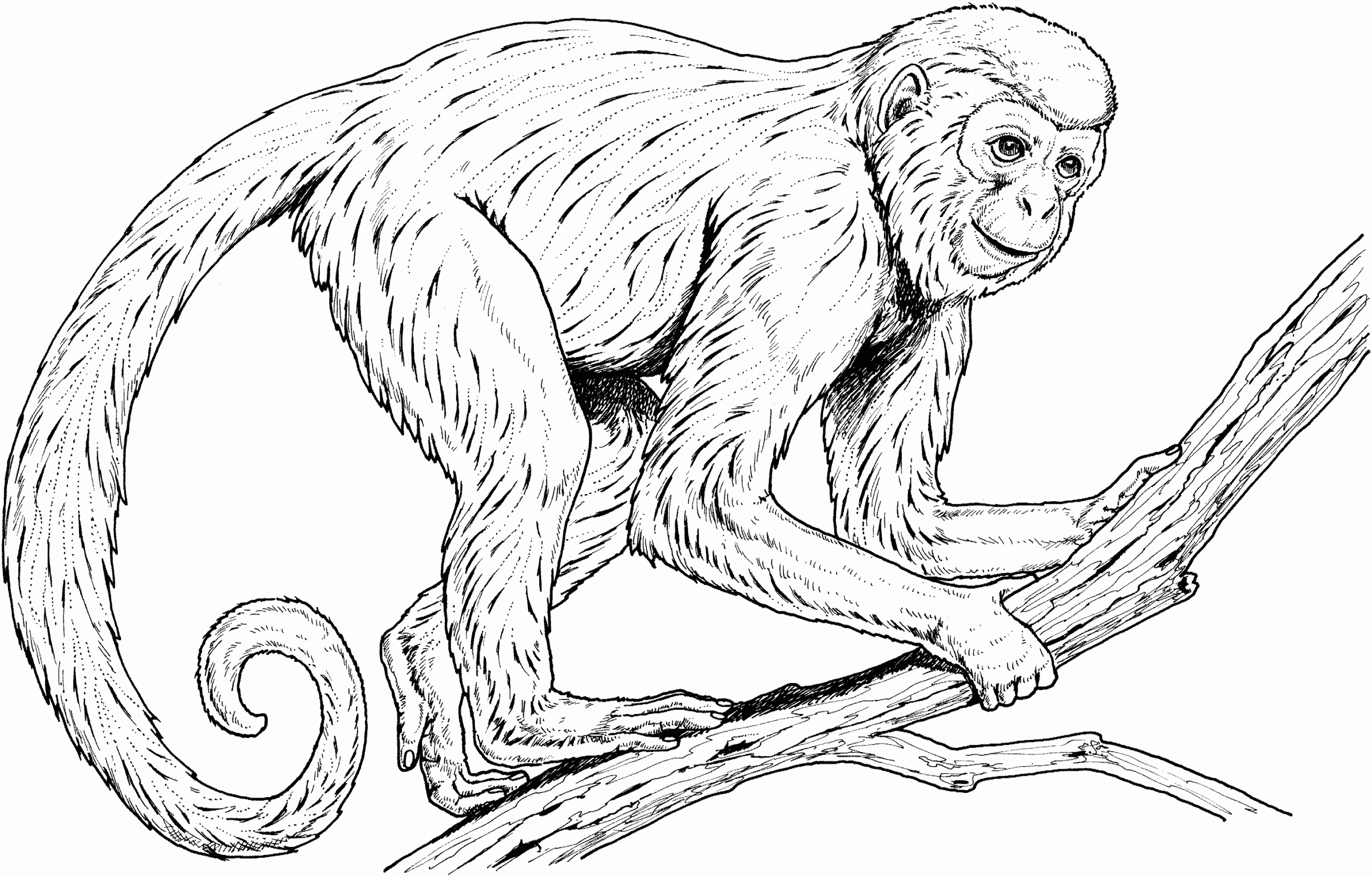 Realistic Monkey Coloring Pages Coloring Home Realistic Monkey Coloring Pages Coloring Home