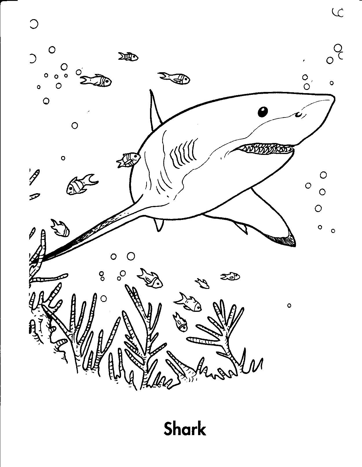 Realistic Shark Coloring Pages Realistic Shark Coloring Pages