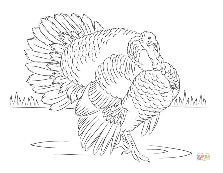 Realistic Turkeys To Color Coloring Pages Realistic Turkeys To Color Coloring Pages